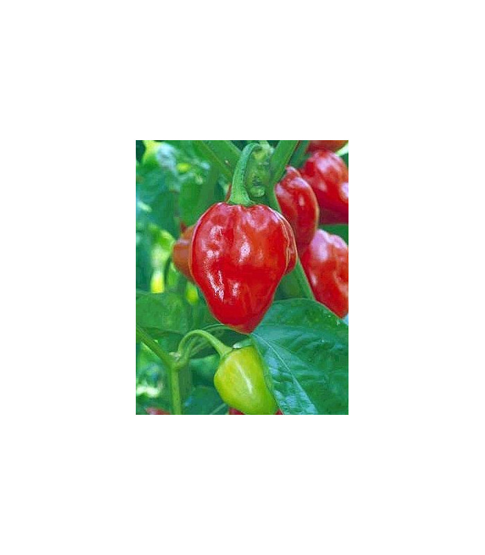 Chilli - Karibské červené - semena - 6 ks - Chilli Chilli - Karibské červené - semena - 6 ks - Chilli