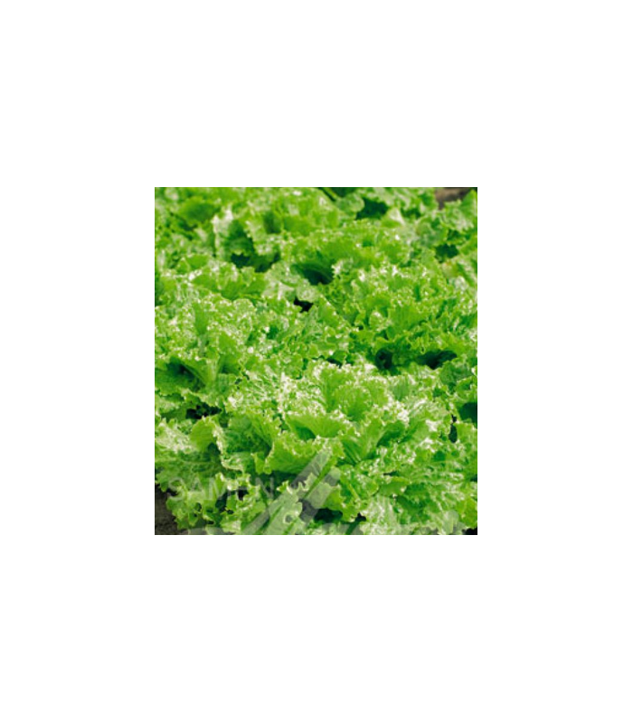 Salát k česání - semena Salátu - Lactusa sativa - 1 gr Salát k česání - semena Salátu - Lactusa sativa - 1 gr