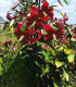 Lilie Miss Feya - Lilium - cibuloviny - 1 ks