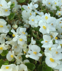 Begonie Super Olympia bílá F1 - Begonia semperflorens - semena - 20 ks