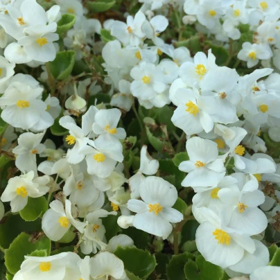 Begonie Super Olympia bílá F1 - Begonia semperflorens - semena - 20 ks