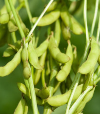 Sója Dame Hanae - Glycine max - semena - 20 ks