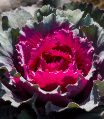 Okrasné zelí Nagoya F1 červené - Brassica oleracea - semena - 20 ks