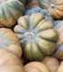 Dýně muškátová - Cucurbita moschata - semena - 5 ks