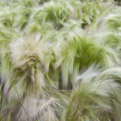 Ječmen hřívnatý - Hordeum jubatum - semena - 10 ks