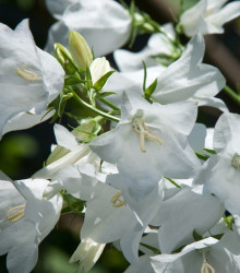 Zvonek karpatský bílý - Campanula carpatica - semena - 400 ks