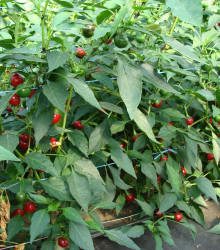 Semena chilli papričky – Chilli Korál – Capsicum annuum