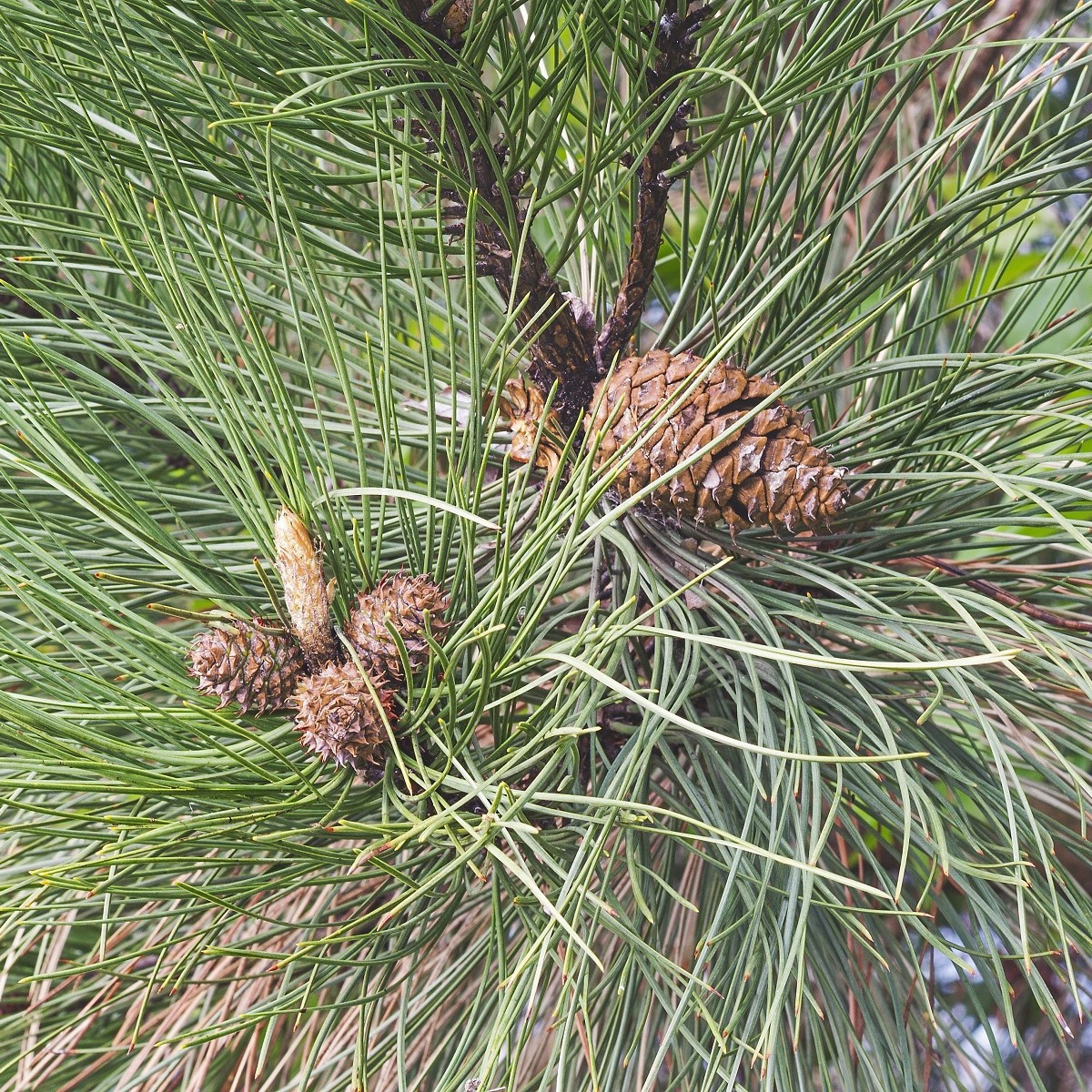 Borovice těžká - Pinus ponderosa - semena - 6 ks