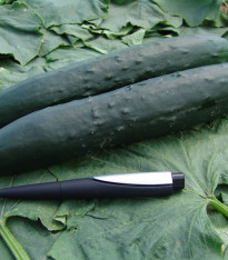 Okurka salátová Aikon F1 - Cucumis sativus - semena - 10 ks