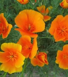 Sluncovka kalifornská oranžová - Eschscholzia californica - semena - 200 ks
