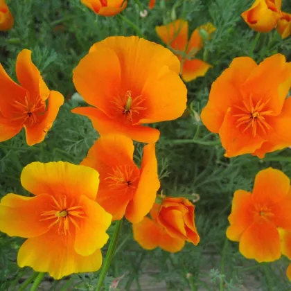 Sluncovka kalifornská oranžová - Eschscholzia californica - semena - 200 ks