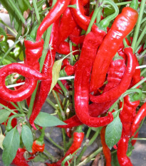 Paprika kozí/beraní roh Artist - Capsicum annuum - semena - 15 ks