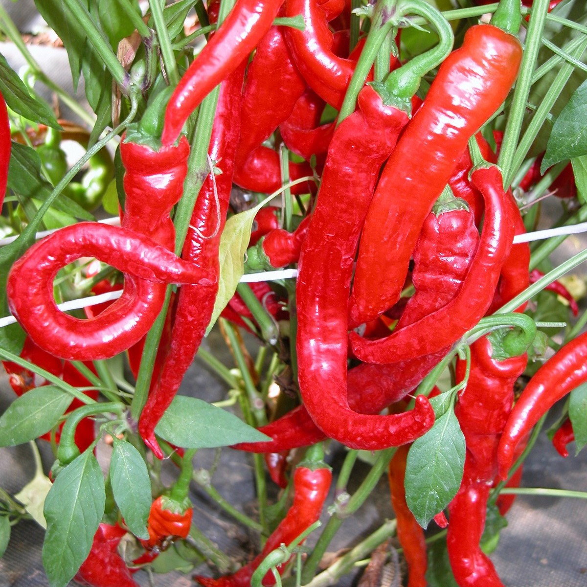 Paprika kozí/beraní roh Artist - Capsicum annuum - semena - 15 ks