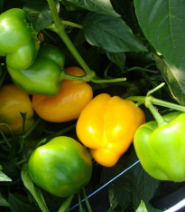 Paprika Afrodita - Capsicum annuum - semena - 20 ks