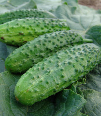 Okurka nakládačka Corveta F1 - Cucumis sativus - semena - 20 ks