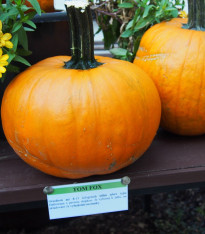 Dýně Tom Fox na Halloween - Cucurbita pepo - semena - 5 ks