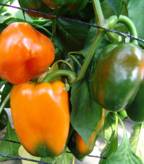 Paprika F1 Kubista roční - Capsicum annuum - semena - 10 ks