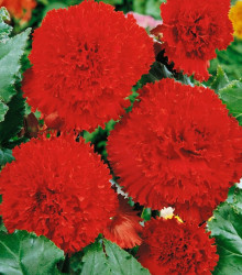 Begónie červená třepenitá - Begonia fimbriata - cibuloviny - 2 ks