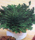Růže z Jericha - Selaginella lepidophylla - cibuloviny - 1 ks