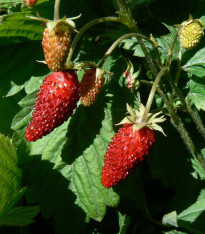 Jahodník Rujana - Fragaria vesca - semena - 200 ks