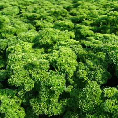 Petržel Astra naťová - Petroselinum crispum - semena - 700 ks