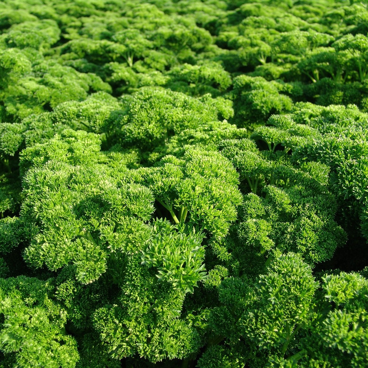 Petržel Astra naťová - Petroselinum crispum - semena - 700 ks