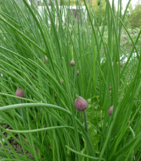 Pažitka Polyvert - Allium schoenoprasum L. - semena - 0,4 g