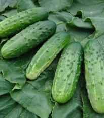 Okurka nakládačka Altaj F1 - Cucumis sativus - semena - 15 ks