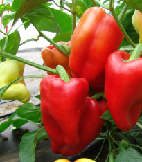 Paprika Andrea - Capsicum annuum - semena - 20 ks
