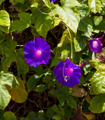 Povíjnice nachová Kniolas Black - Ipomoea purpurea - semena - 20 ks