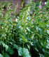 Semena mitrovky – Mitrovka velkokvětá – Tellima grandiflora