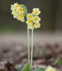 Prvosenka velkokvětá Oxlip - Primula elatior - semena - 20 ks