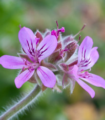 Pelargonie vonná Attar of Roses - Pelargonium capitatum - semena - 4 ks