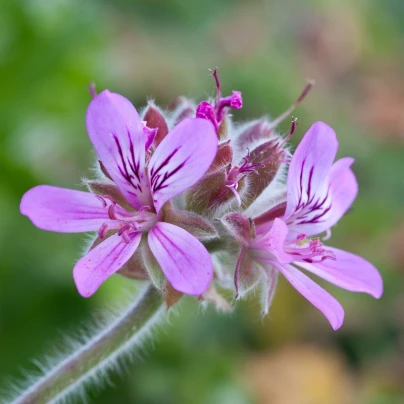 Pelargonie vonná Attar of Roses - Pelargonium capitatum - semena - 4 ks