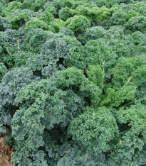 Kadeřávek Kapral - Brassica oleracea L. convar. - semena - 300 ks