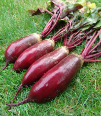Řepa Renova salátová - Beta vulgaris L. var. conditiva - semena - 70 ks