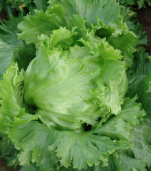Semena salátu – Salát hlávkový letní ledový Traper – Lactuca sativa L.
