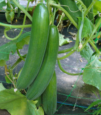 Okurka salátová Saturn F1 do skleníku - Cucumis sativus - semena - 10 ks