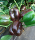 Paprika Ingrid - Capsicum annuum - semena - 40 ks