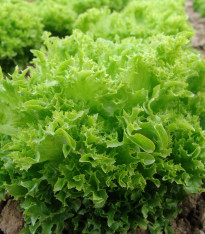 Salát Rekord - letní salát - Lactuca Sativa - semena - 0,3 g