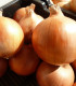 Cibule jarní Amfora F1 - Allium cepa - semena - 110 ks