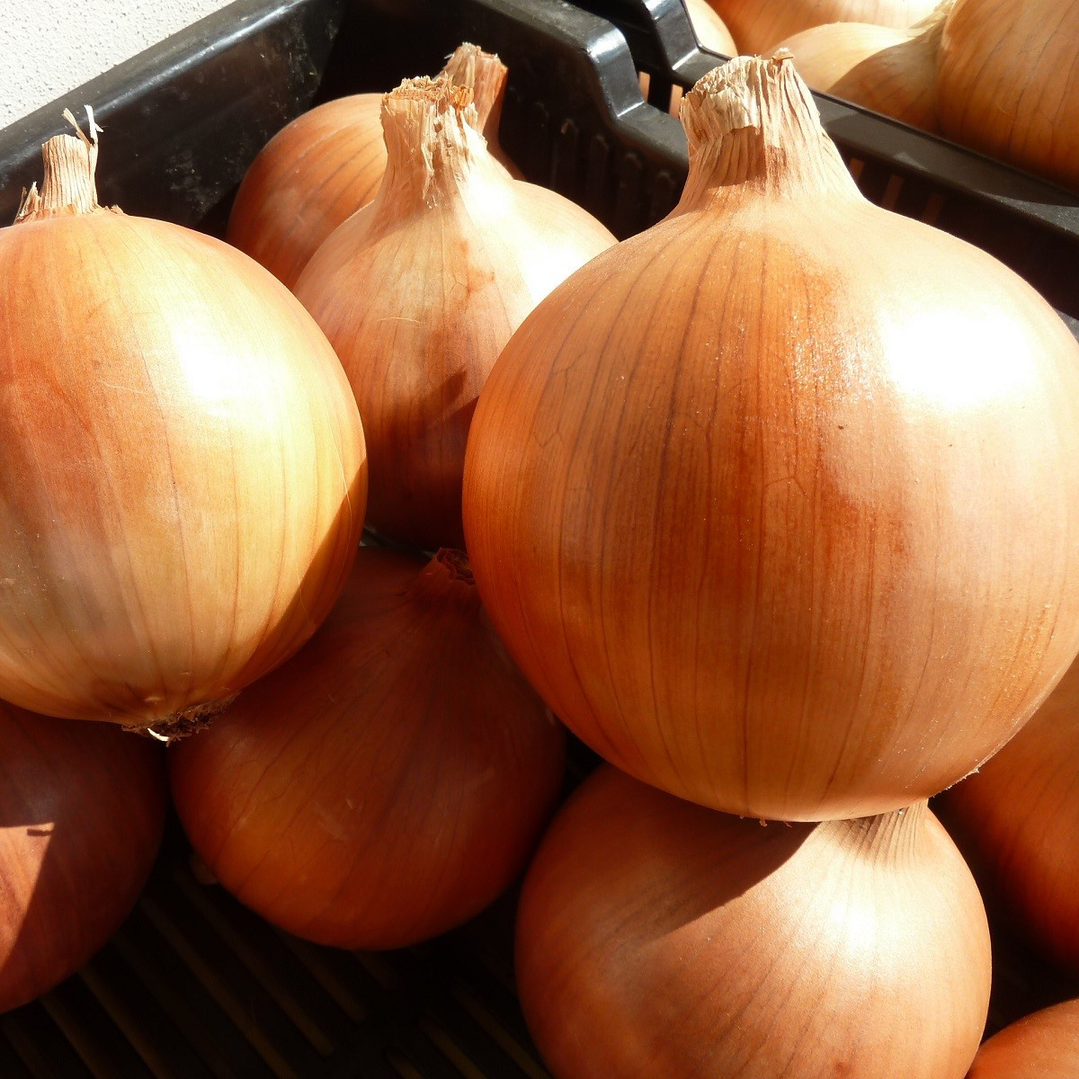 Cibule jarní Amfora F1 - Allium cepa - semena - 110 ks