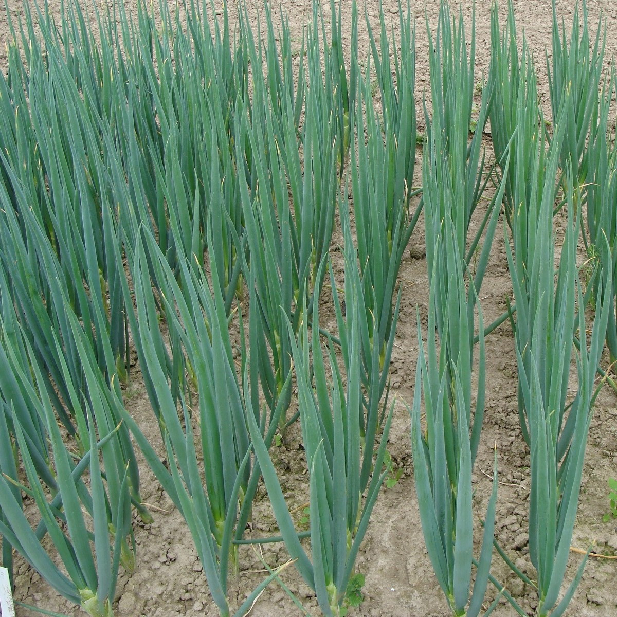 Cibule sečka Entita - Allium fistulosum L. - semena - 0,4 g