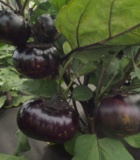 Lilek Laura - Solanum melongena - semena - 30 ks