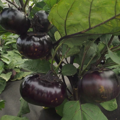 Lilek Laura - Solanum melongena - semena - 30 ks