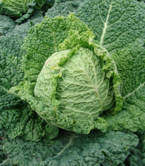 Kapusta raná - Entira F1 - Brassica oleracea - semena - 40 ks