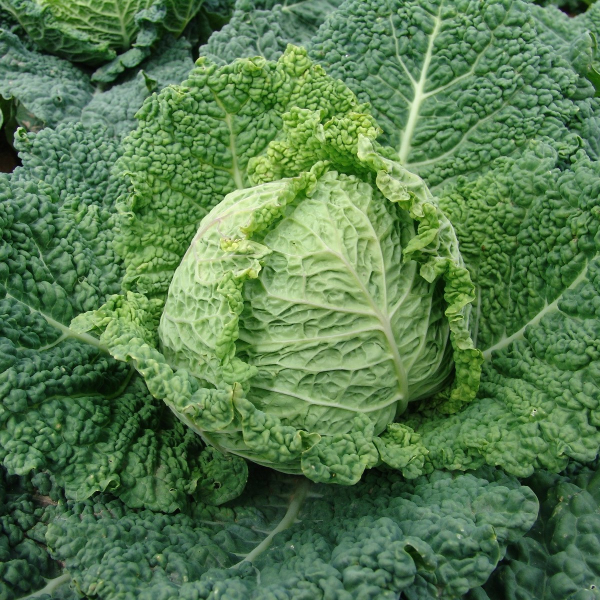 Kapusta raná - Entira F1 - Brassica oleracea - semena - 40 ks