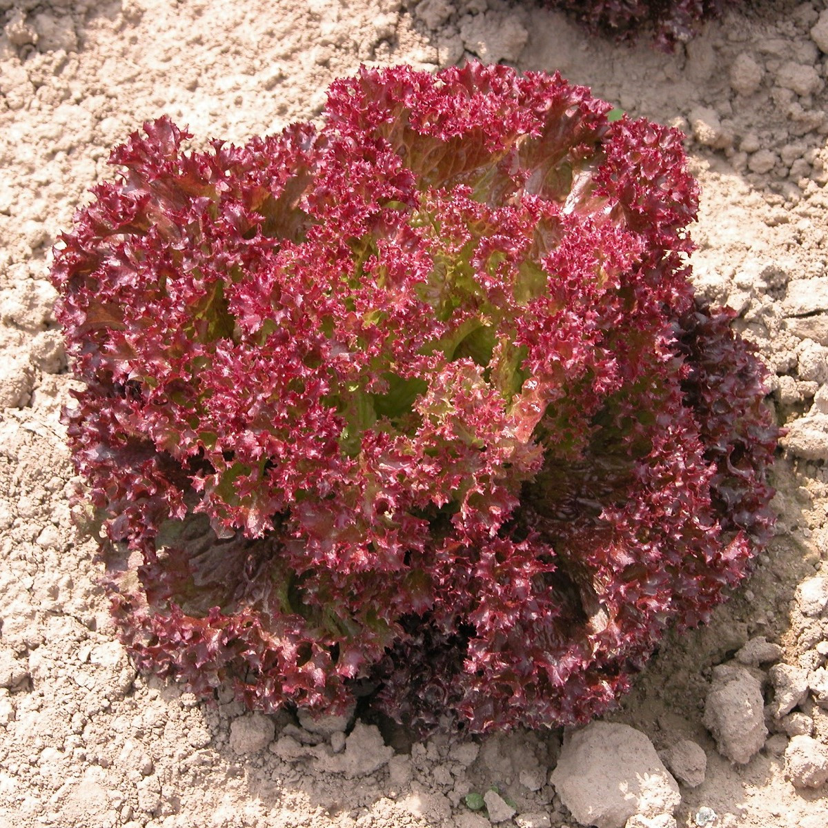 Salát listový Crimson - Lactuca sativa L. - semena - 300 ks