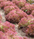 Salát listový Crimson - Lactuca sativa L. - semena - 300 ks