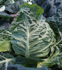 Kapusta raná žlutá - Brassica oleracea - semena - 150 ks